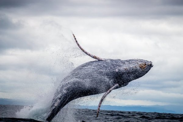 Comment organiser une croisière d'observation des baleines en Islande : itinéraires et saisons ?